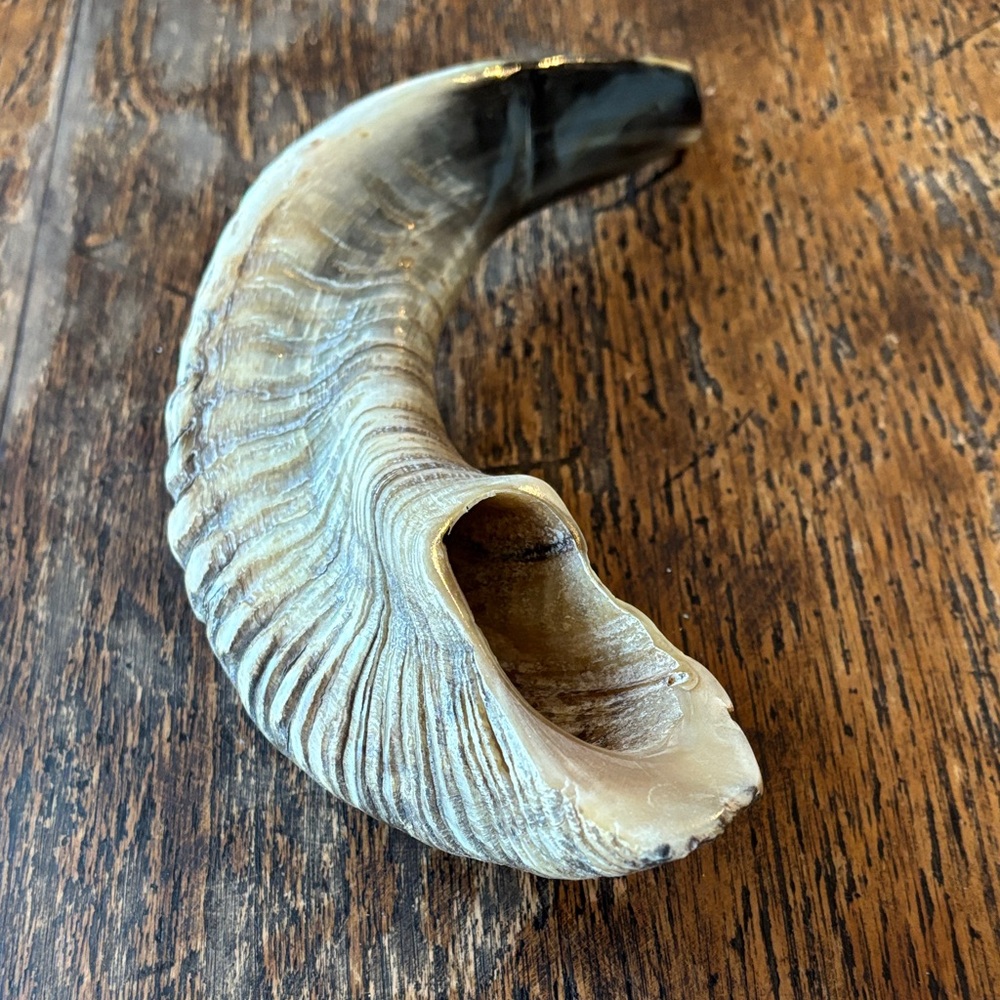 Rams Horn Shofar